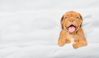 Poster - Cozy yawning Mastiff puppy lying under white blanket on a bed at home. Top down view. Empty space for text