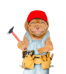 Poster - Smiling puppy worker wearing red cap, overalls with tool belt  holds hammer. Isolated on white background