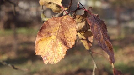 Wall Mural - closeup wilting autumn leafs on apple tree branch by sunny day