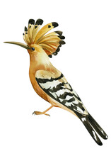 Cute Hoopoe On An Isolated White Background, Watercolor Drawing. Forest Bird