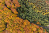 Fototapeta Pomosty - Aerial view of the mountain road in a beautiful pine and deciduous forest