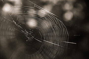 spider web in the morning