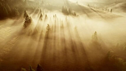 Fototapete - Magnificent misty sunrise in the mountains. Morning sun rays between trees in light fog. Aerial drone 4K shot
