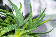 Aloe Plant, Selective Focus. Aloe Vera Leaf, Closeup, Space For Text. Alternative Medicine, Organic Cosmetic Products.