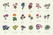 summer flowers vector illustrations set
