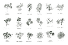 Summer Flowers Vector Line Illustrations Set