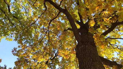Canvas Print - Old big oak tree with bright yellow leaves. Fall, autumn season nature concept.