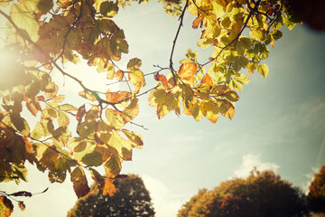 Sticker - Autumn in the Pyrenees