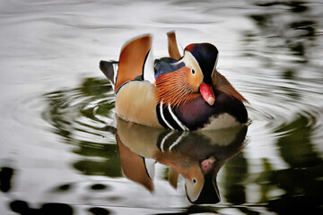 Wall Mural - Mandarin Duck