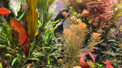 Sticker - Bright tropical planted freshwater aquarium with fish longtail barb Pethia Conchonius. Nature aquaria landscape with different size, types, colors fish. Red yellow, neon, gold color fish on green