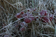 Autumn Morning Leaves Are Covered With Hoarfrost