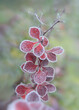 Red branch of barberry with leaves covered with frost