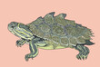Missisipi map turtle drawing, unique, art.illustration, vector