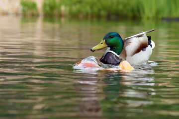 Wall Mural - The male mallard or wild duck (Anas platyrhynchos) swims on the water and pokes the mouth of a koi carp in front of it.