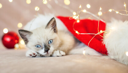 Wall Mural - Kitten sleep in christmas hat