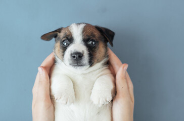 Wall Mural - Small puppy dog