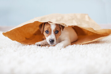 Wall Mural - Cut puppy at home