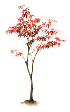 Red Japanese Maple Tree Hand Drawn In Watercolor Isolated On A White Background. Watercolor Autumn Floral Illustration.