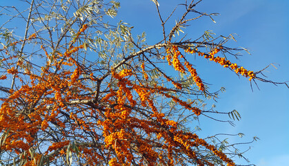 Canvas Print - sea-buckthorn branch with ripe berries against the blue sky