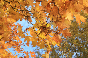 Wall Mural - branches of autumn maple with bright yellow leaves