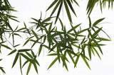 Fototapeta Sypialnia - bamboo leaves isolated on white