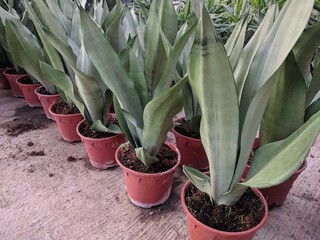 Wall Mural - Rows of potted Silver Snake Plant (Sansevieria Moonshine) with silver leaves