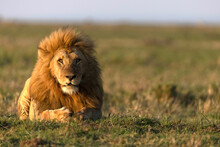 Male Lion (Panthera Leo) In Savanna, Masai Mara National Reserve, Kenya, East Africa