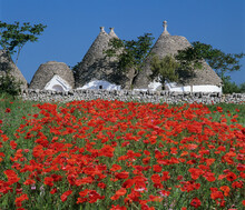 Trulli Houses With Red Poppy Field In Foreground, Near Alberobello, Apulia, Italy