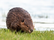 An Adult North American Beaver (Castor Canadensis) Along The Shore In Grand Teton National Park