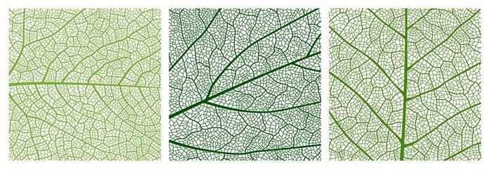 close up green leaf texture pattern, leaf pattern background with veins and cells. vector venation s