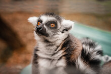 Funny Cute Lemurs At The Zoo