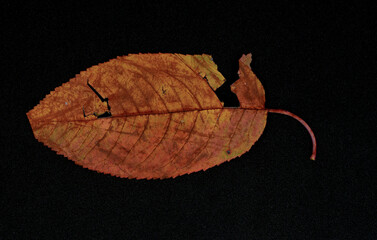 Wall Mural - image of an autumn leaf,fall concept