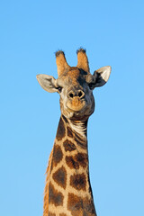 Wall Mural - portrait of a giraffe (giraffa camelopardalis) against a blue sky, south africa.