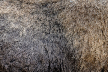 Canvas Print - Real fur bison skin texture. Animal print pattern background