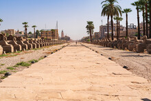 Promenade Of The Effigies Next To The Luxor Temple Has A Length Of Three Kilometers To The Center Of The City. Photograph Taken In Luxor, Egypt. 