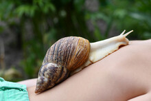 Achatina Snail  Put On Human Back Used For Cosmetic Purposes.