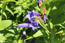 Blue "Willow Gentian" Flowers (or Milkweed Gentian) In St. Gallen, Switzerland. Its Latin Name Is Gentiana Asclepiadea, Native To Central And Southern Europe.