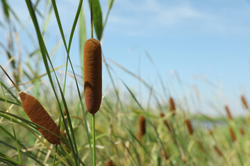 Sticker - Beautiful reed plants growing outdoors on sunny day