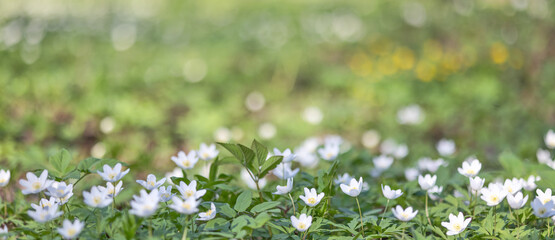 Canvas Print - large group of anemone white flowers on green background