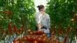 Cherry tomato harvest farmer collect at sunlight greenhouse. Cultivation concept