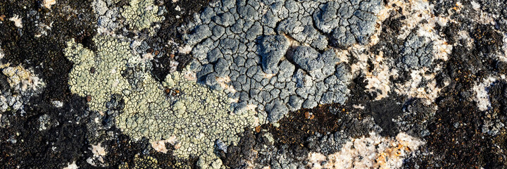Wall Mural - Natural texture of a stone covered with lichen. Lichen patterns on a rock surface. Natural background. Closeup top view. The nature of the Arctic. Polar region.