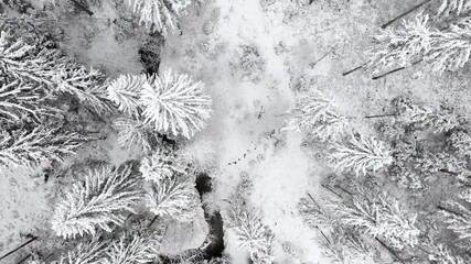 Wall Mural - Slow flight aerial top view drone shot of wintertime frozen snowy forest trees nature landscape background.