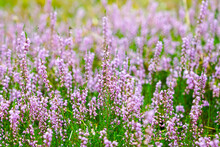 Blooming Wild Purple Common Heather In Forest