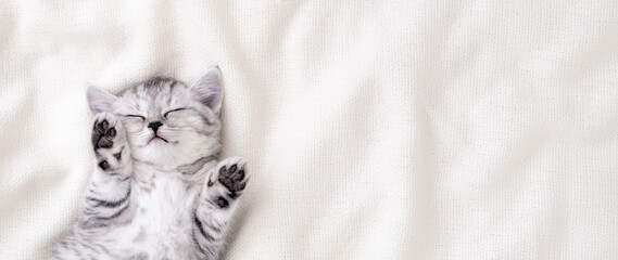 Banner Cute funny striped Scottish fold kitten sleeping lying on back white blanket on bed. Concept of adorable little domestic pets. Copyspace 