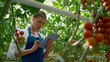 Agribusiness owner checking tomatoes quality with technological tablet in farm
