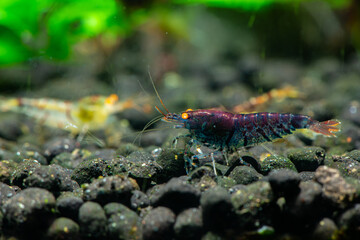 Wall Mural - Nice Blue Tiger caridina shrimp in freshwater aquarium, close up macro photo, pets and live nature