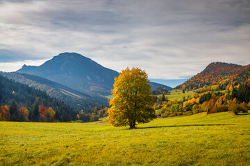 Wall Mural - Beautiful tree in the foreground of autumn landscape. The Velky Choc hill on a background, Slovakia , Europe.