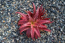 Aloe Vera. Cactus Backdround, Cacti Design Or Cactaceae Pattern.