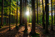 Wald, Baum, Bäume, Herbst, Sonne im Wald, Sonnenstrahlen, Herbstfarben, Laub