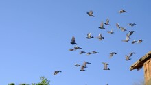 Flock Of Pigeons Takes Off From Old Building And Flies Against Backdrop Of Sky And Sun. Slow Motion Footage Of Large Number Of Birds That Flap Their Wings And Fly Forward